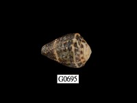 藏品(小斑芋螺)的圖片